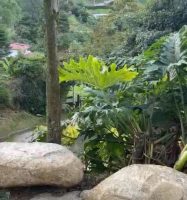 Arriendo Belen Vereda jardin